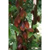 Cocoa