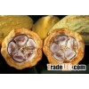 cacao beans suppliers