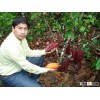 Cocoa beans