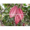 Cacao Beans