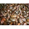 Ethiopia Roasted Cocoa and Coffe Beans Read for Export