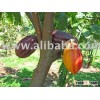 Venezuelan Cacao Beans