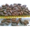 Cocoa Beans