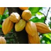 cocoa beans