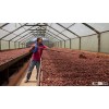 CHOCOLATE AND PASTERIES COCOA BEANS FOR SALE