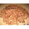 Tropical Dried Cocoa Beans for Sale