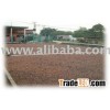 cocoa beans
