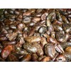 First Grade Quality Roasted Cocoa Beans Available For ExPort