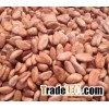 PREMIUM SELECT QUALITY COCOA BEANS