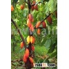 Cocoa Beans