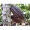 cocoa beans