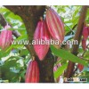 Cocoa Beans