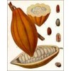 Cocoa Seed (Nut)