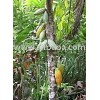 CACAO