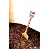 Cocoa Beans