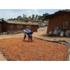Dry cacao beans