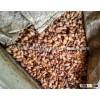 Cacao Beans