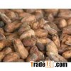 COCOA BEANS