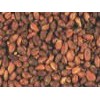 Cocoa Bean