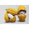COCOA BEANS