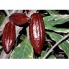 Sale Cocoa bean
