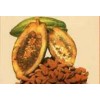 Cacao