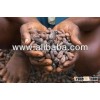 Cacao Beans
