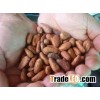 High Grade Dried Cameroon Raw Cocoa Beans for Sale