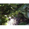 Cocoa Beans