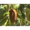 Cocoa Beans