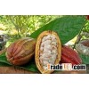 cocoa pulp