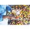 Cacao bean