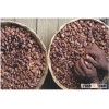 cocoa bean