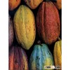 Cocoa 100% Colombian