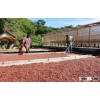GRADE AAA COCOA BEANS FROM CAMEROON