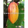 cocoa beans