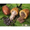 Organic Cacao beans
