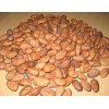 Cocoa Beans
