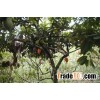 organic raw cocoa
