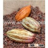 Cocoa Bean