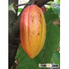 Cocoa Beans