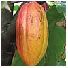 Cocoa Beans