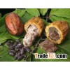Cacao, Coffee, rubber tree, cashew nut, palm tree