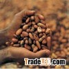 DRIED COCOA BEANS FOR SALE