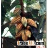 Cacao