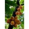 valceco cacao plantation and manifactural company