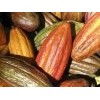 Cocoa Bean
