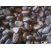Cocova Beans