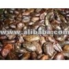 cacao beans