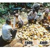 Cocoa Beans